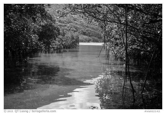 Channel in mangrove forest, Bay Canh Island, Con Dao National Park. Con Dao Islands, Vietnam (black and white)