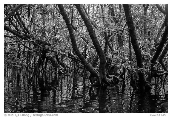 Mangrove forest, Bay Canh Island, Con Dao National Park. Con Dao Islands, Vietnam (black and white)