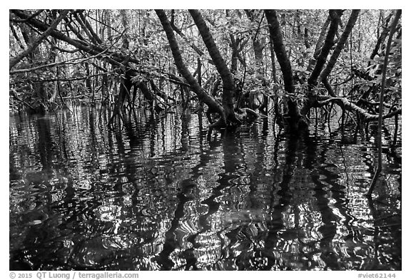 Mangroves and reflections, Bay Canh Island, Con Dao National Park. Con Dao Islands, Vietnam (black and white)