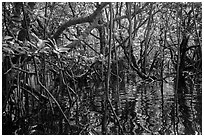 Dense mangroves growing in water, Bay Canh Island, Con Dao National Park. Con Dao Islands, Vietnam ( black and white)