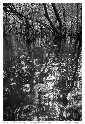 Floating fruit and mangroves, Bay Canh Island, Con Dao National Park. Con Dao Islands, Vietnam (black and white)