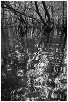Floating fruit and mangroves, Bay Canh Island, Con Dao National Park. Con Dao Islands, Vietnam ( black and white)