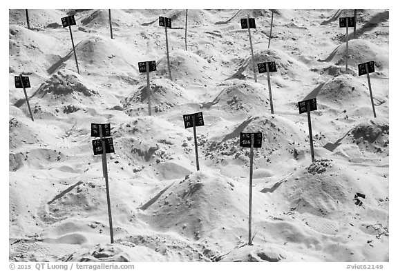 Sea turtle eggs covered by sand, Bay Canh Island, Con Dao National Park. Con Dao Islands, Vietnam (black and white)