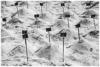 Sea turtle eggs covered by sand, Bay Canh Island, Con Dao National Park. Con Dao Islands, Vietnam ( black and white)