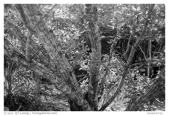 Tropical forest, Bay Canh Island, Con Dao National Park. Con Dao Islands, Vietnam (black and white)