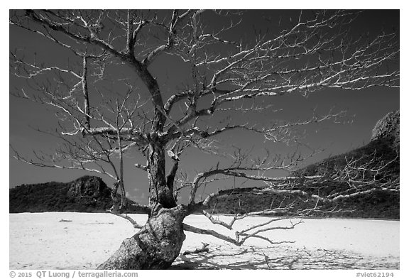 Tree skeleton and sands, Ben Dam. Con Dao Islands, Vietnam (black and white)