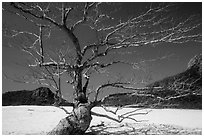 Tree skeleton and sands, Ben Dam. Con Dao Islands, Vietnam ( black and white)