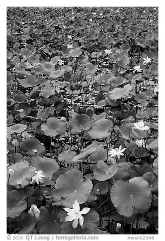 Flowering lotus. Con Dao Islands, Vietnam (black and white)