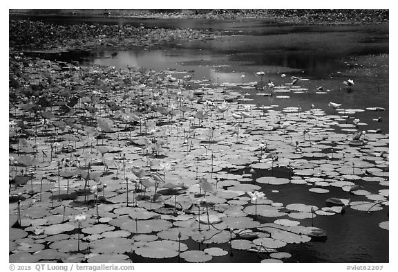 Pond with flowering lotus. Con Dao Islands, Vietnam (black and white)