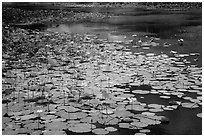 Pond with flowering lotus. Con Dao Islands, Vietnam ( black and white)