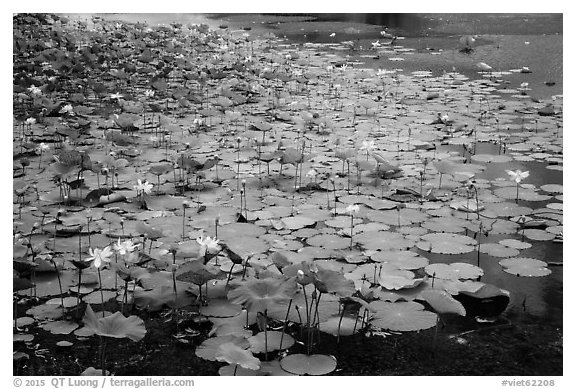 Lotus with flowers. Con Dao Islands, Vietnam (black and white)