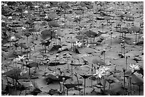 Carpet of lotus flowers. Con Dao Islands, Vietnam ( black and white)