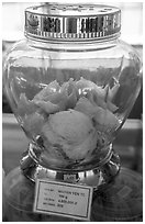 Jar of white eddible birds nest. Con Dao Islands, Vietnam ( black and white)