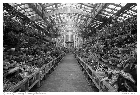 Inside orchid house, Saigon botanical garden. Ho Chi Minh City, Vietnam (black and white)