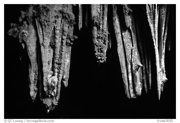 Stalactite in upper Phong Nha Cave. Vietnam (black and white)