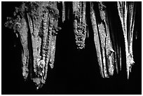 Stalactite in upper Phong Nha Cave. Vietnam (black and white)