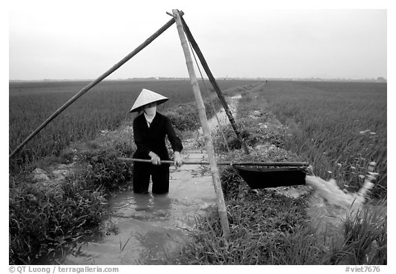 Woman doing irrigation work in a rice field. Vietnam (black and white)