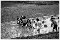 Women tending to rice fields. Vietnam (black and white)