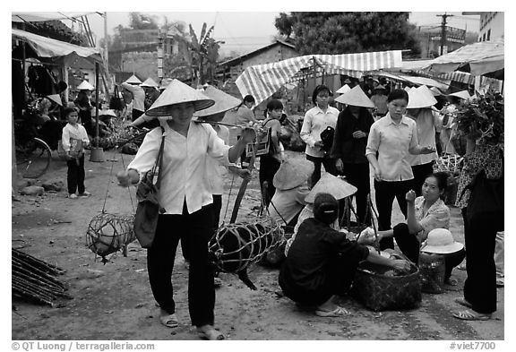 Woman carrying two live pigs, That Khe market. Northest Vietnam (black and white)