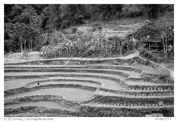 Rice terraces. Northeast Vietnam