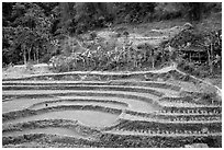 Rice terraces. Northeast Vietnam (black and white)