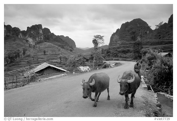 Man walking down two water buffaloes down the road, Ma Phuoc Pass area. Northeast Vietnam (black and white)