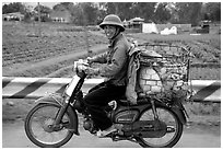 Motorcyclist carrying live pigs. Vietnam (black and white)