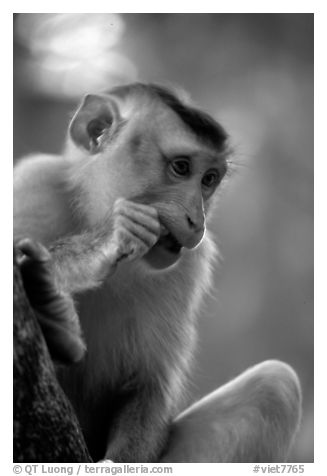 Monkey. Vietnam (black and white)