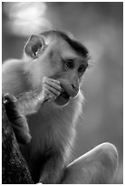 Monkey. Vietnam (black and white)