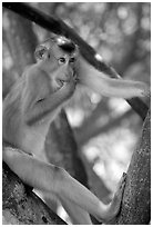 Monkey. Vietnam (black and white)