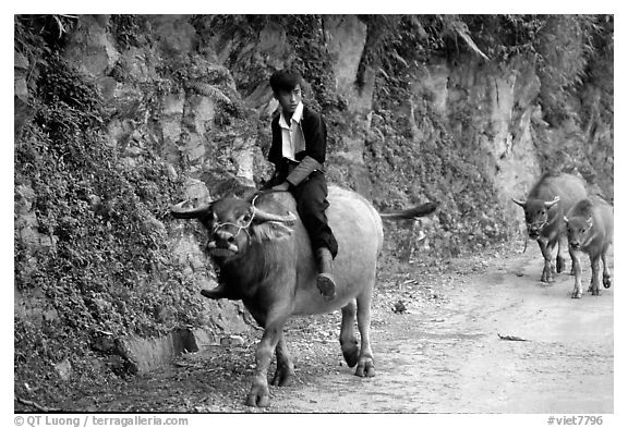 Hmong man riding a water buffalo near Yen Chay. Northwest Vietnam