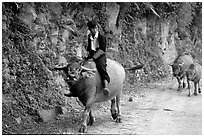 Hmong man riding a water buffalo near Yen Chay. Northwest Vietnam (black and white)