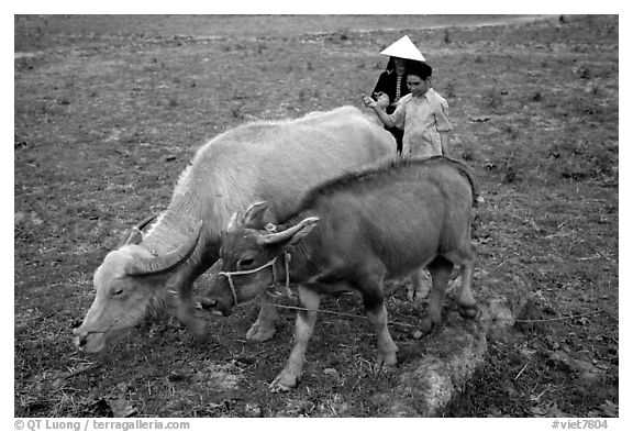 Thai women guiding water buffaloes in the field, near Son La. Northwest Vietnam