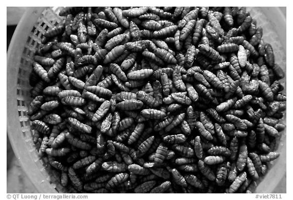 A dish of insect larvae, Son La. Northwest Vietnam (black and white)