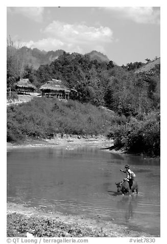 Thai woman riding a water buffalo across a pond near a village, near Tuan Giao. Northwest Vietnam (black and white)