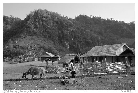 Plowing the fields with a water buffalo, near Tuan Giao. Northwest Vietnam (black and white)