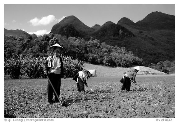 Dzao women raking the fields, near Tuan Giao. Northwest Vietnam (black and white)