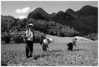 Dzao women raking the fields, near Tuan Giao. Northwest Vietnam (black and white)