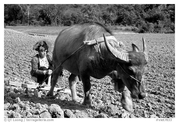 Dzao woman using a water buffao to plow a field, near Tuan Giao. Northwest Vietnam (black and white)