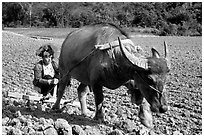 Dzao woman using a water buffao to plow a field, near Tuan Giao. Northwest Vietnam (black and white)