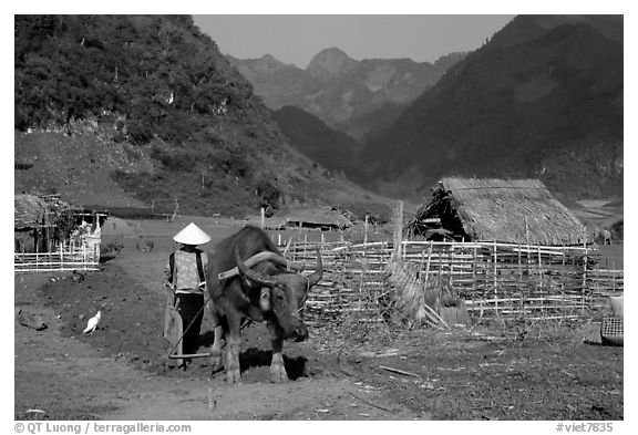 Plowing the fields with a water buffalo close to a hut, near Tuan Giao. Northwest Vietnam (black and white)