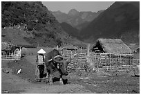Plowing the fields with a water buffalo close to a hut, near Tuan Giao. Northwest Vietnam ( black and white)