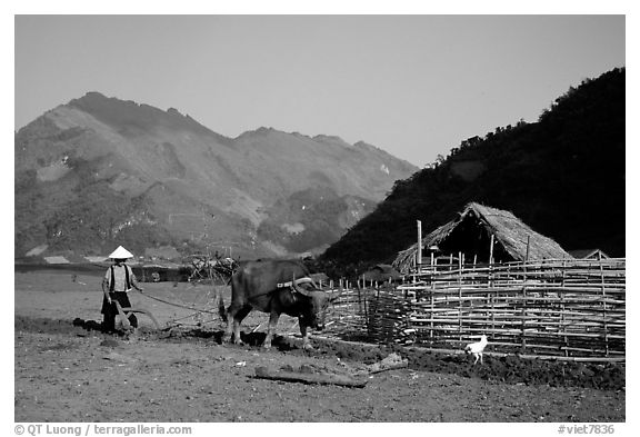 Plowing a field with a water buffalo close to a hut, near Tuan Giao. Northwest Vietnam