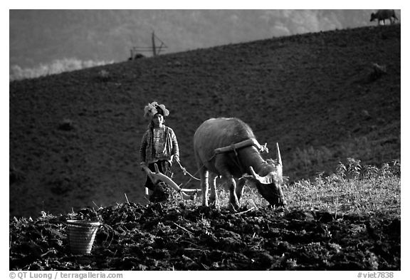 Dzao woman using a water buffao to plow a field, near Tuan Giao. Northwest Vietnam