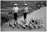 Thai women herding ducks, Tuan Giao. Northwest Vietnam ( black and white)