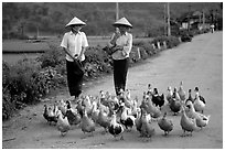 Thai women herding ducks, Tuan Giao. Northwest Vietnam (black and white)