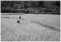 Thai woman tending to the rice fields, Tuan Giao. Northwest Vietnam ( black and white)