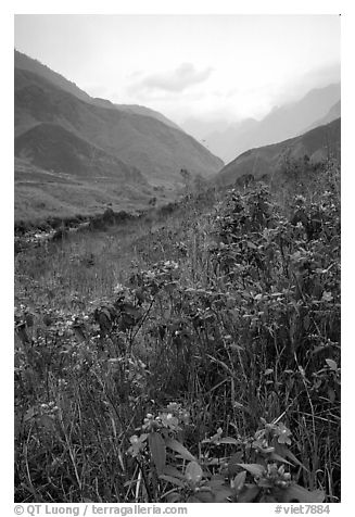 Wildflowers and mountains in the Tram Ton Pass area. Northwest Vietnam (black and white)