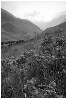 Wildflowers and mountains in the Tram Ton Pass area. Northwest Vietnam (black and white)