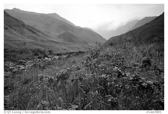 Wildflowers and mountains in the Tram Ton Pass area. Sapa, Vietnam